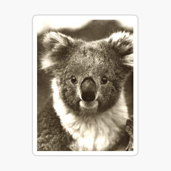 Australian Koala Bear Face Close Up Sticker