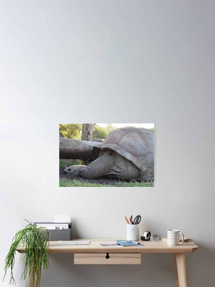 Thumbnail 2 of 3, Poster, Giant tortoise designed and sold by TimelessPics.