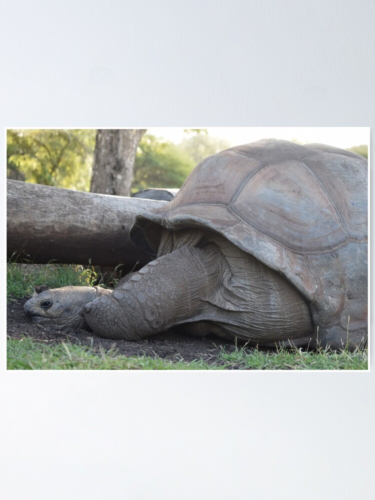 Thumbnail 1 of 3, Poster, Giant tortoise designed and sold by TimelessPics.