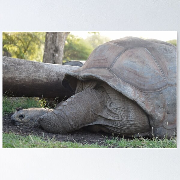 Item preview, Giant tortoise designed and sold by TimelessPics.