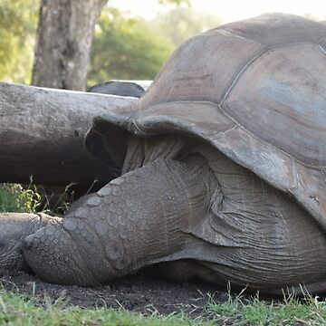 Artwork thumbnail, Giant tortoise by TimelessPics