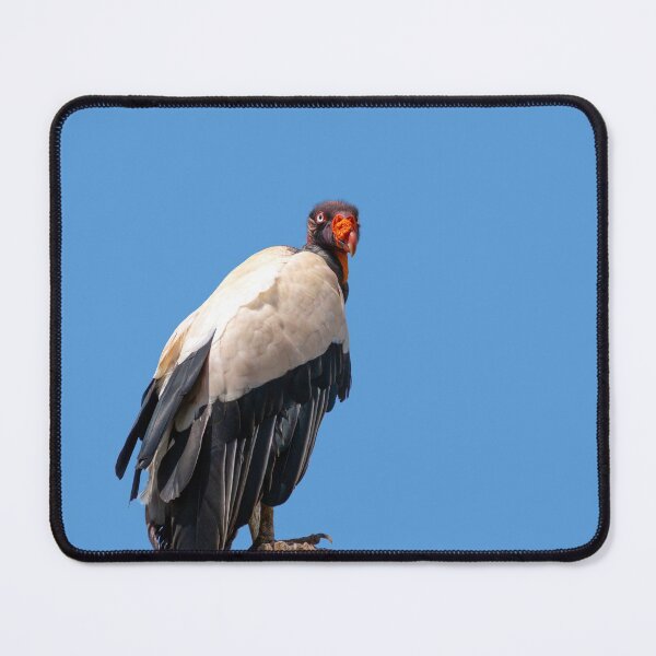 Item preview, King Vulture Perched on a Branch designed and sold by MarkUK97.
