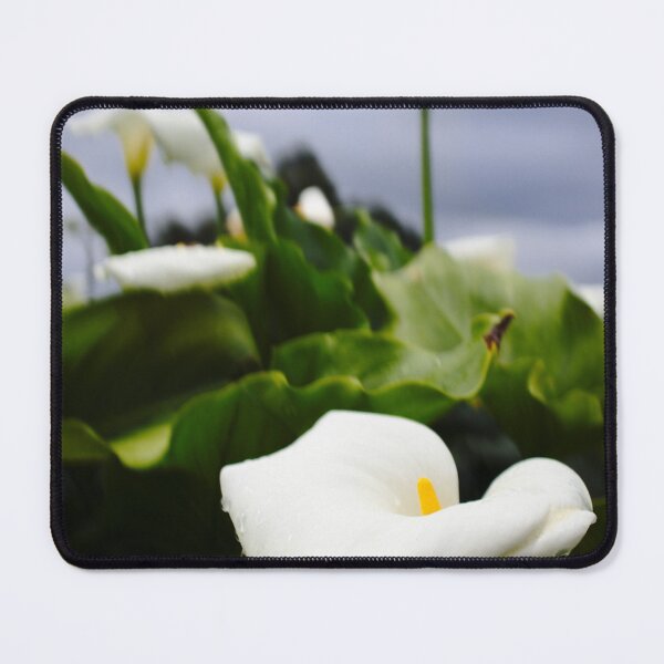 Item preview, Zantedeschia aethiopica designed and sold by Benjamin Fauvel.