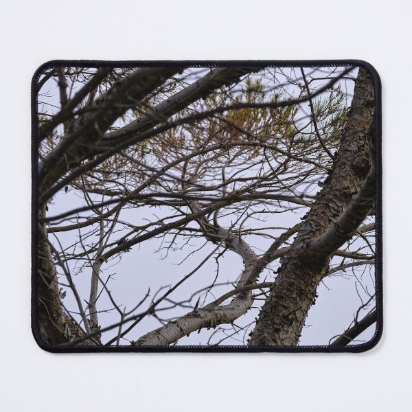 Item preview, pine branches designed and sold by Kiran-Fine-Art.