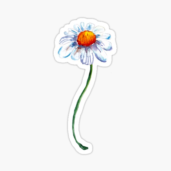 White Camomile Sticker