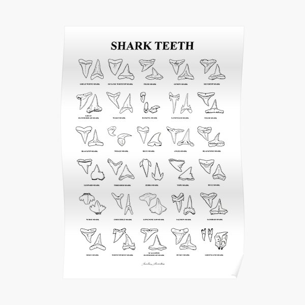 "SHARK TEETH names poster x30" Poster for Sale by bananaflamingo