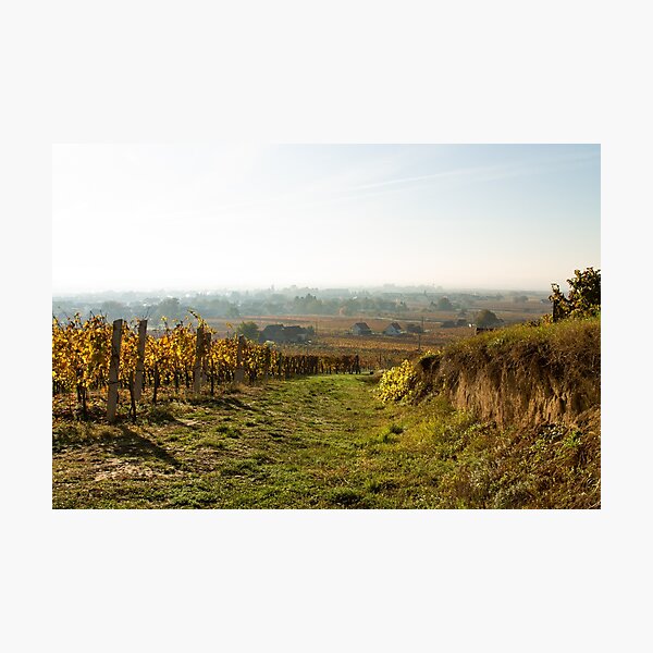 Item preview, Late autumn morning over the wine village designed and sold by Gábor Müller.