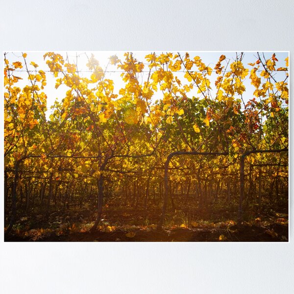 Item preview, Grapevines in the backlight designed and sold by Gábor Müller.