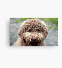 Rufus Canvas Print
