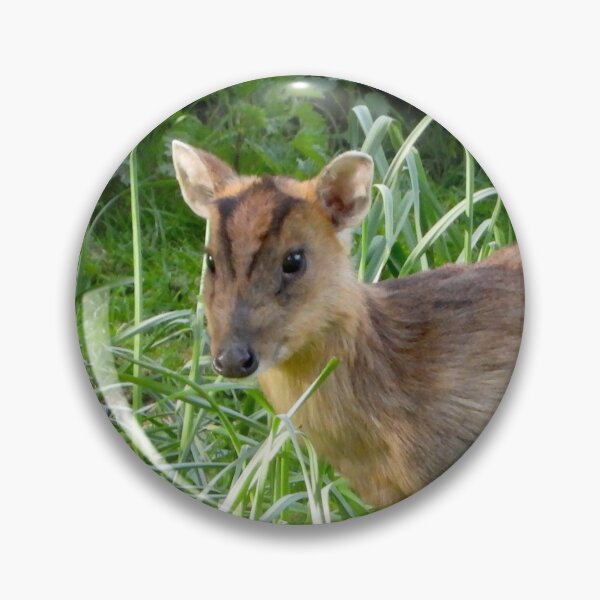 Item preview, A Beautiful Little Muntjac Deer designed and sold by Karen Thomson.