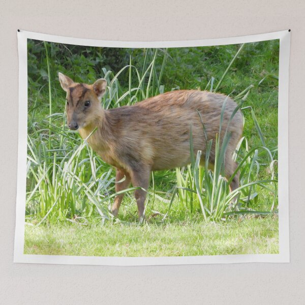 Item preview, A Beautiful Little Muntjac Deer designed and sold by Karen Thomson.