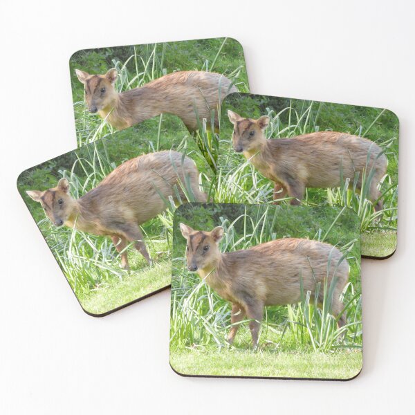 Item preview, A Beautiful Little Muntjac Deer designed and sold by Karen Thomson.