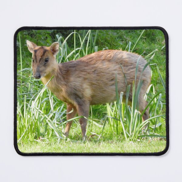 Item preview, A Beautiful Little Muntjac Deer designed and sold by Karen Thomson.