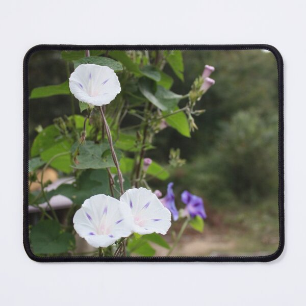 Item preview, Morning Glory Study 1 designed and sold by chstudios.