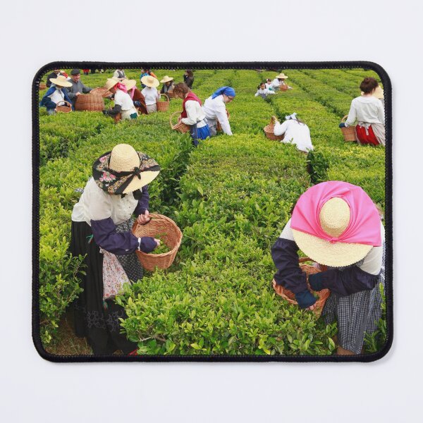 Item preview, Porto Formoso tea gardens designed and sold by Gaspar Avila.