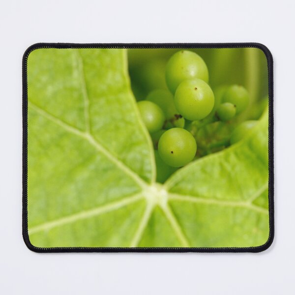 Item preview, Maturing wine grapes designed and sold by Gaspar Avila.