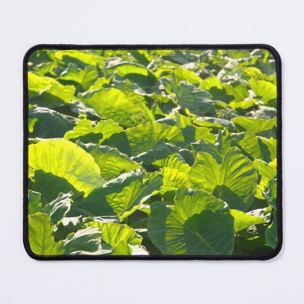 Item preview, Taro plantation designed and sold by Gaspar Avila.