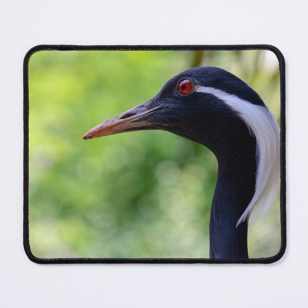 Item preview, Demoiselle Crane Portrait designed and sold by MarkUK97.