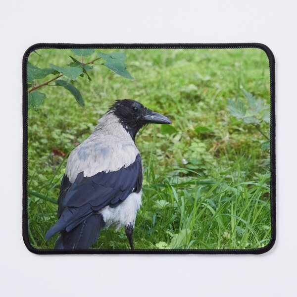 Item preview, Some blue on the shoulders. Hooded crow designed and sold by Jouko Lehto Photography.