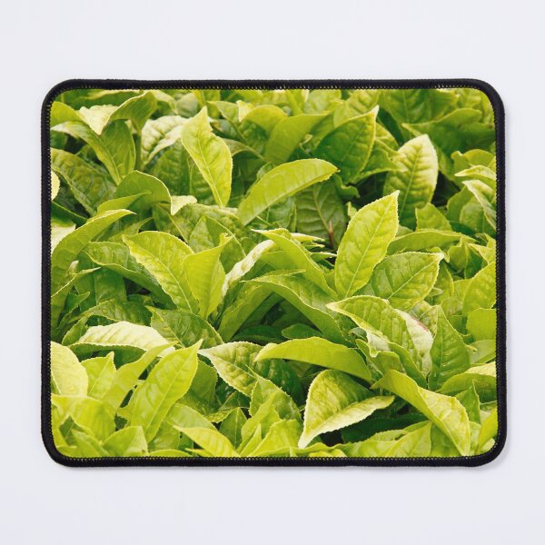 Item preview, Indian variety of tea designed and sold by Gaspar Avila.