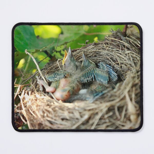 Item preview, Azores blackbird nest designed and sold by Gaspar Avila.