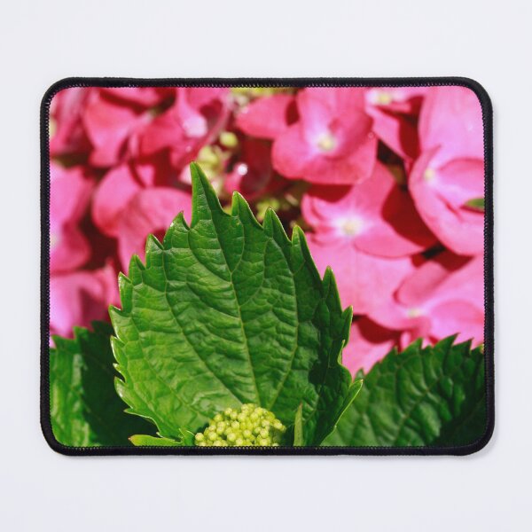 Item preview, Pink hydrangea designed and sold by Gaspar Avila.