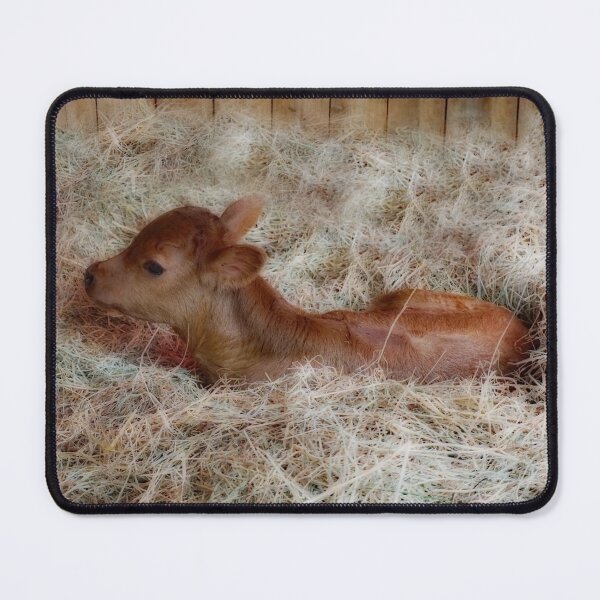 Item preview, Cute baby cow designed and sold by MarionsArt.