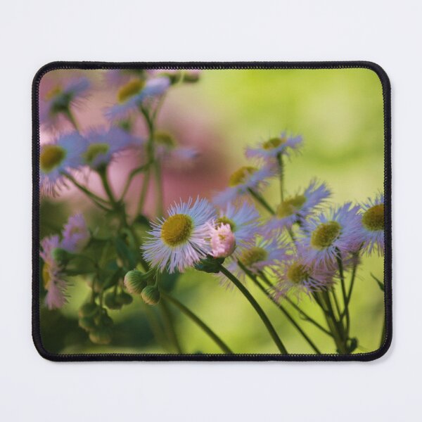 Artikelvorschau, Einheimisches Berufkraut Gänseblümchen (Aster) Erigeron entworfen und verkauft von chstudios.