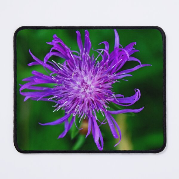 Item preview, Purple cornflower designed and sold by MarionsArt.