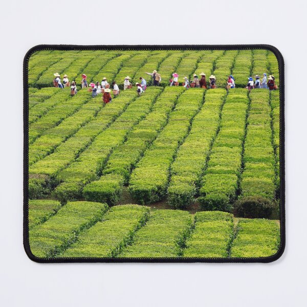 Item preview, Porto Formoso tea gardens designed and sold by Gaspar Avila.