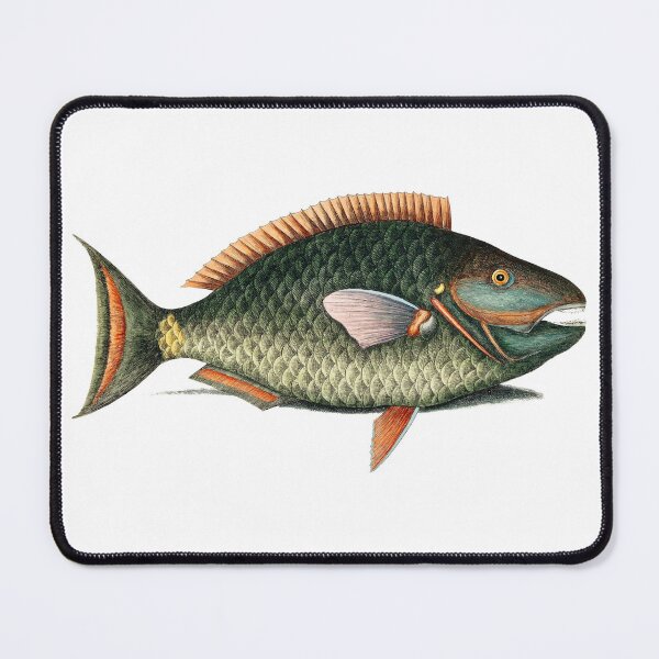 Item preview, Vintage parrot fish hand painted artwork of fish illustration, marine life and fauna designed and sold by wackodesign.