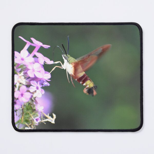 Item preview, One Hawk Hummingbird Moth designed and sold by Kathleen Brant.