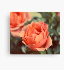 Secret Garden | Peach rose Canvas Print