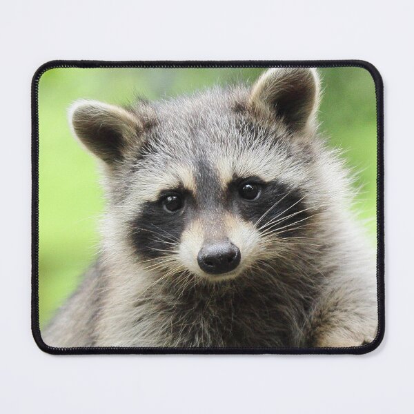 Item preview, Cute Raccoon Climbing Tree designed and sold by cgroenewald.