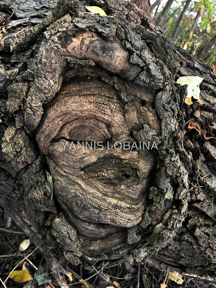 FEMALE SPIRIT AN OAK TREE By Yannis Lobaina by lobaina1979