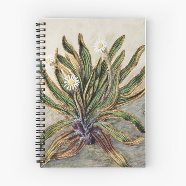 Item preview, Sunflowers, Antique Plant Mountain Daisy Drawn By Featon (1848–1927) designed and sold by Yeldiz.