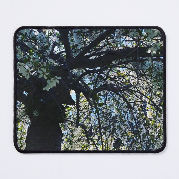 Item preview, Elegant White flowering Spring Cherry tree photo  designed and sold by hollycooper.