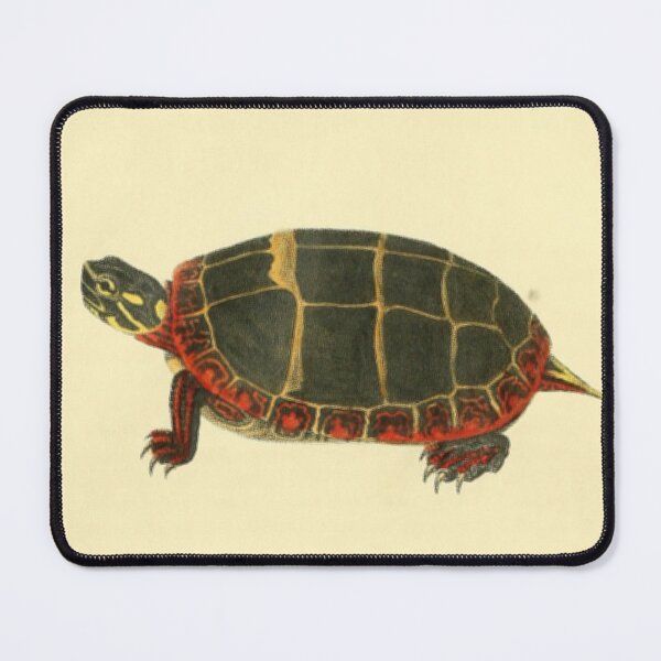 Item preview, Naturalist Turtle designed and sold by BlueSpecsStudio.