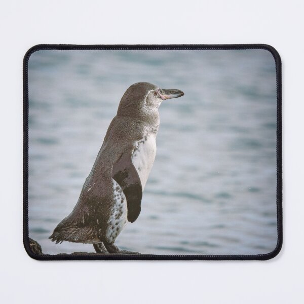 Item preview, Galapagos Penguin designed and sold by PhotoArt by Joan Carroll.