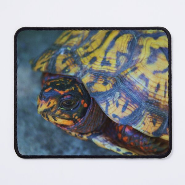 Item preview, Study of Shelly the Eastern box turtle, Terrapene carolina -2 designed and sold by chstudios.