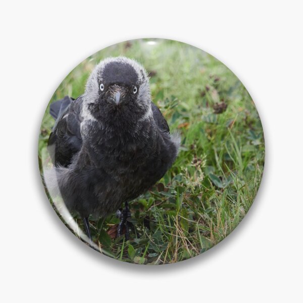 Item preview, So what. Eurasian Jackdaw designed and sold by Jouko Lehto Photography.