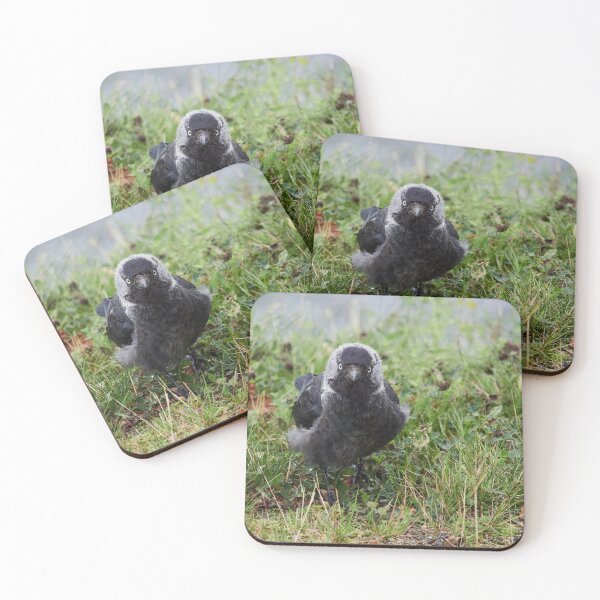 Item preview, So what. Eurasian Jackdaw designed and sold by Jouko Lehto Photography.