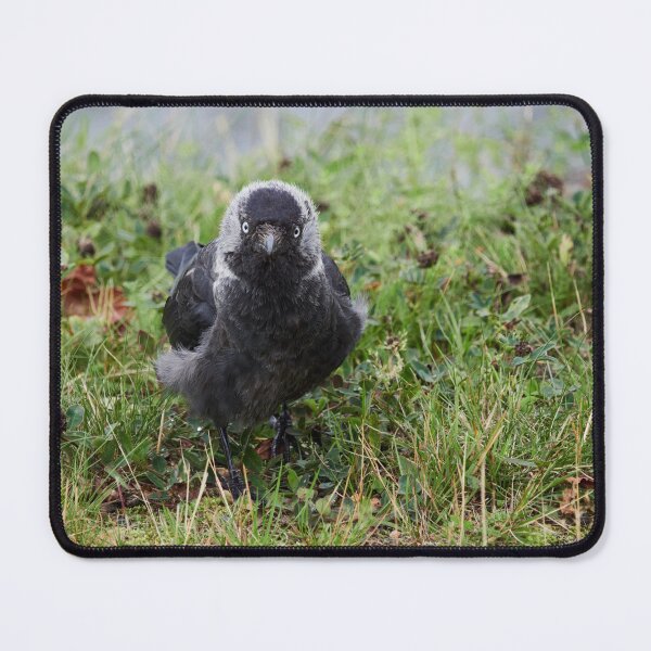 Item preview, So what. Eurasian Jackdaw designed and sold by Jouko Lehto Photography.