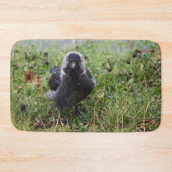 Item preview, So what. Eurasian Jackdaw designed and sold by Jouko Lehto Photography.