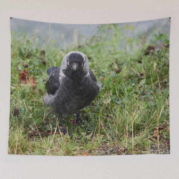 Item preview, So what. Eurasian Jackdaw designed and sold by Jouko Lehto Photography.