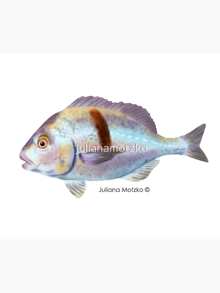 Xantic Sargo fish by julianamotzko
