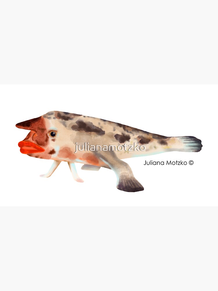 Redlipped Batfish by julianamotzko