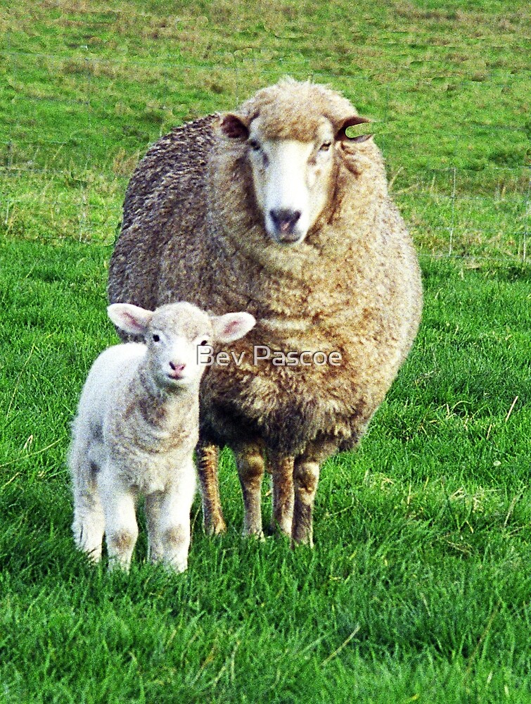 "Little Lamb with Mother" by Bev Pascoe Redbubble
