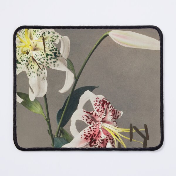 Item preview, Retro Japanese Flower Lily (1896) by Kazumasa Ogawa designed and sold by Designedbysm.