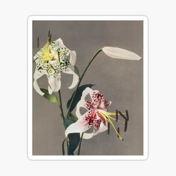 Item preview, Retro Japanese Flower Lily (1896) by Kazumasa Ogawa designed and sold by Designedbysm.